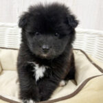 【今月のチラシ】OneBuddyトモニーつくば店 - ONE DO GROUP