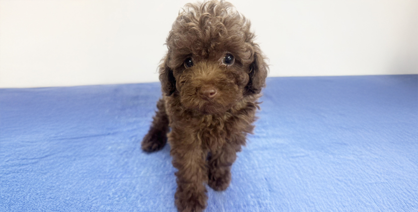 トィプードルの仔犬！2026.8.1生れの仔犬が誕生しました - ONE DO GROUP