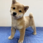 柴犬の仔犬！2026.8.1生れの仔犬が誕生しました - ONE DO GROUP