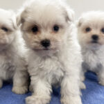 マルチーズの仔犬！2026.8.6生れの仔犬が誕生しました - ONE DO GROUP