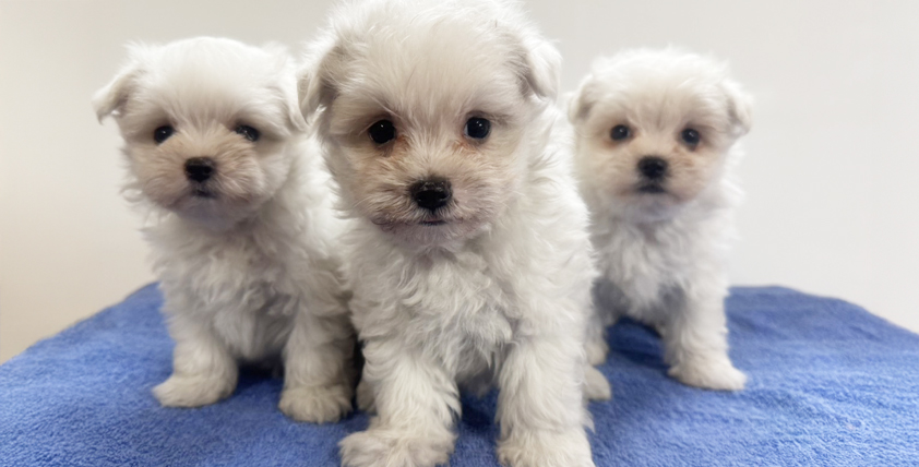 マルチーズの仔犬!2026.8.6生れの仔犬が誕生しました - ONE DO GROUP