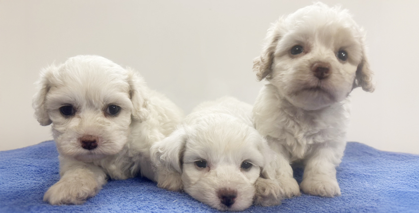 MIX犬(母:ビションフリーゼx父:アメリカンコッカー)の仔犬!2026.8.16生れの仔犬が誕生しました - ONE DO GROUP