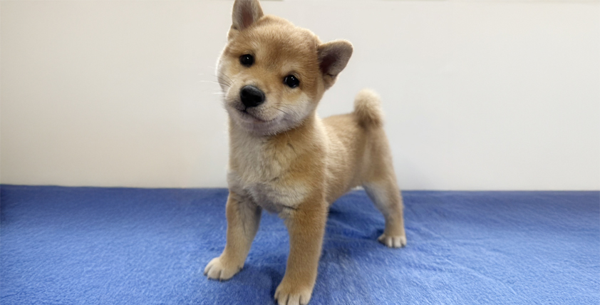 柴犬の仔犬！2026.8.1生れの仔犬が誕生しました - ONE DO GROUP