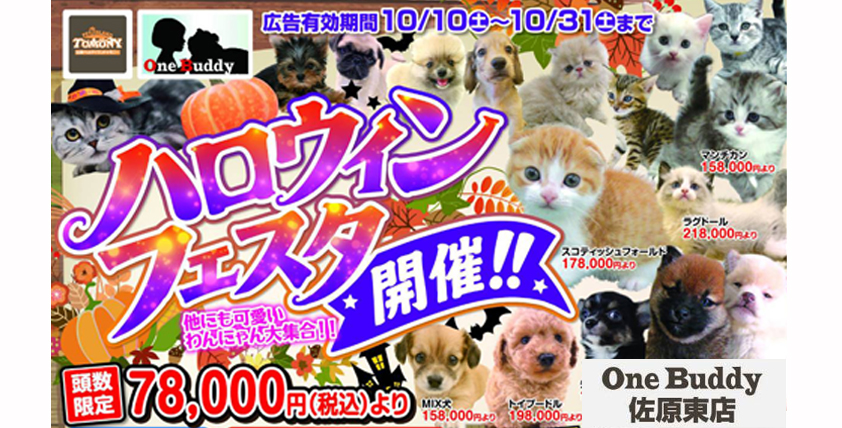 【今月のチラシ】OneBuddy佐原東店 - ONE DO GROUP